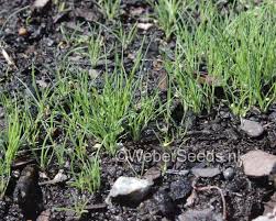 Attēlu rezultāti vaicājumam “Corynephorus canescens fruit”