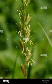 Attēlu rezultāti vaicājumam “Elytrigia repens”