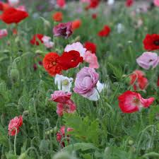 Attēlu rezultāti vaicājumam “Papaver rhoeas”