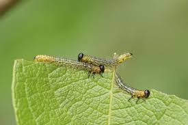 Attēlu rezultāti vaicājumam “Nematus salicis”