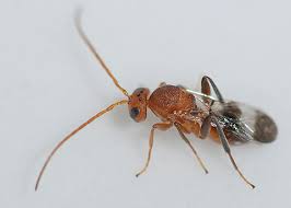 Attēlu rezultāti vaicājumam “Cynipidae”