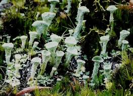 Attēlu rezultāti vaicājumam “Cladonia pyxidata”