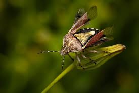 Attēlu rezultāti vaicājumam “Dolycoris baccarum”