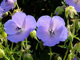 Attēlu rezultāti vaicājumam “Geranium pratense flower”