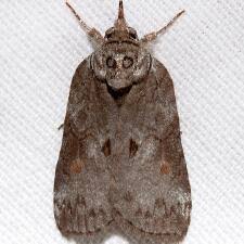 Attēlu rezultāti vaicājumam “Nycteola sp.”