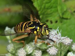 Attēlu rezultāti vaicājumam “Syrphus sp. imago”