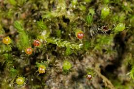 Attēlu rezultāti vaicājumam “Schistidium apocarpum”