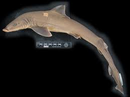 Image result for Mustelus