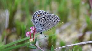 Attēlu rezultāti vaicājumam “Vacciniina optilete female”