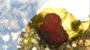 Attēlu rezultāti vaicājumam “Hildenbrandia rivularis”