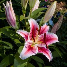 Image result for Lilie