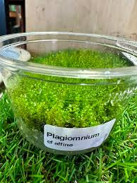 Attēlu rezultāti vaicājumam “Plagiomnium medium”