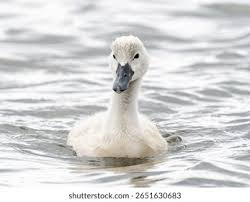 Attēlu rezultāti vaicājumam “Cygnus olor juvenile”
