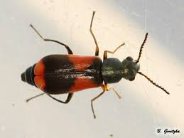 Attēlu rezultāti vaicājumam “Anthocomus fasciatus”