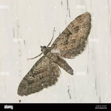 Attēlu rezultāti vaicājumam “Eupithecia pusillata”