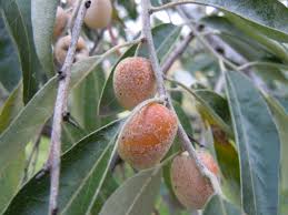 Attēlu rezultāti vaicājumam “Listera ovata fruit”