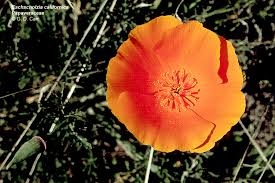 Attēlu rezultāti vaicājumam “Papaveraceae”