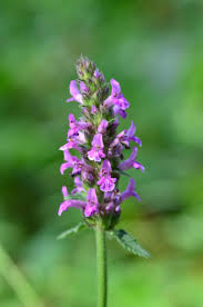 Attēlu rezultāti vaicājumam “Stachys officinalis”
