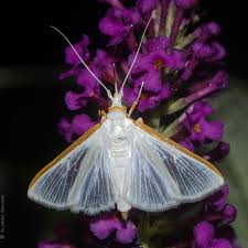 Attēlu rezultāti vaicājumam “Cribraria costata macro”