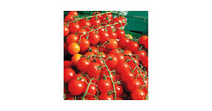 Afbeeldingsresultaat voor millionaire tomato