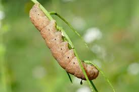 Attēlu rezultāti vaicājumam “Noctua fimbriata larva”