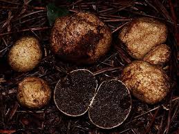 Attēlu rezultāti vaicājumam “Rhizopogon luteolus”