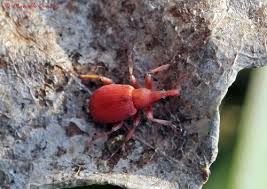 Attēlu rezultāti vaicājumam “Apion sp.”