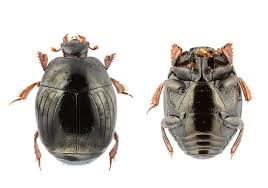 Attēlu rezultāti vaicājumam “Histeridae”