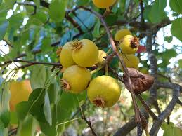 Attēlu rezultāti vaicājumam “Pyrus pyraster fruit”