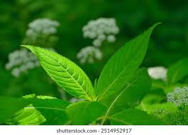 Attēlu rezultāti vaicājumam “Impatiens glandulifera leaf”