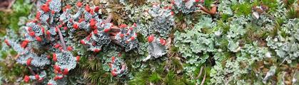 Attēlu rezultāti vaicājumam “Cetraria islandica”