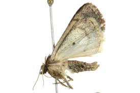 Attēlu rezultāti vaicājumam “Caradrina morpheus”