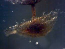 Attēlu rezultāti vaicājumam “Craterium aureonucleatum”