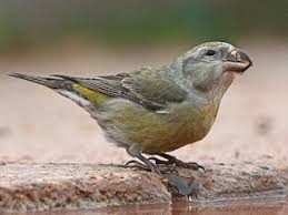 Attēlu rezultāti vaicājumam “Loxia pytyopsittacus male”