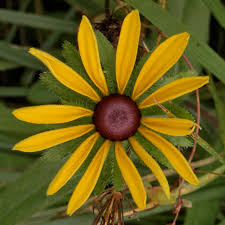 Attēlu rezultāti vaicājumam “Rudbeckia hirta var. pulcherrima flower”