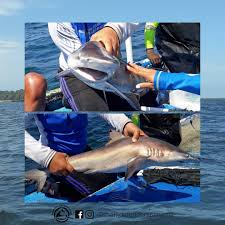 Image result for Rhizoprionodon longurio