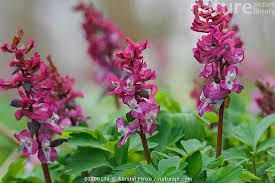 Attēlu rezultāti vaicājumam “Corydalis cava”