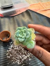 Image result for Mehikasvi