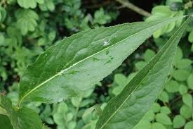 Attēlu rezultāti vaicājumam “Hesperis matronalis leaf”