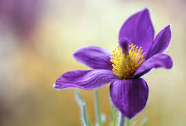 Image result for Pulsatilla