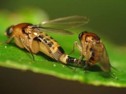 Attēlu rezultāti vaicājumam “Phoridae”