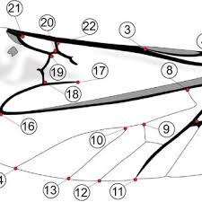 Attēlu rezultāti vaicājumam “Leptura annularis”