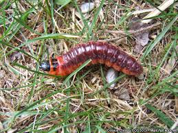 Attēlu rezultāti vaicājumam “Cossus cossus larva”