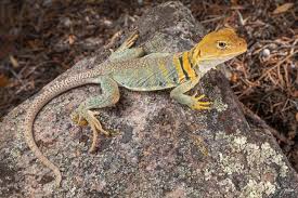 Attēlu rezultāti vaicājumam “Erysiphe galeopsidis”