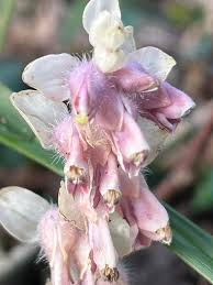 Attēlu rezultāti vaicājumam “Lathraea squamaria flower”
