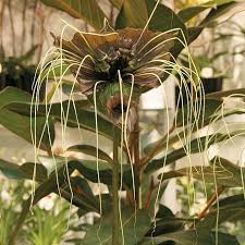 Image result for Tacca chantrieri