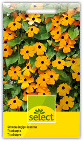 Image result for schwarzäugige Susanne