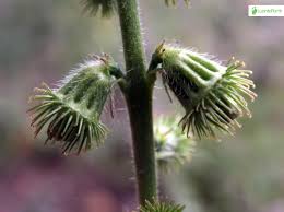 Attēlu rezultāti vaicājumam “Agrimonia eupatoria fruit”