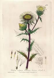 Attēlu rezultāti vaicājumam “Carlina vulgaris”