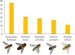 Attēlu rezultāti vaicājumam “Eupeodes nielseni”
